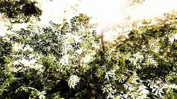 manhã de primavera nublada na floresta frondosa destacada pelos raios de sol video