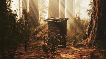 Old wooden beehive in forest in fog video