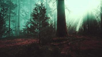 fantastisk natur i barrskogen i slutet av hösten video