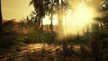 Palmen in der Sahara video