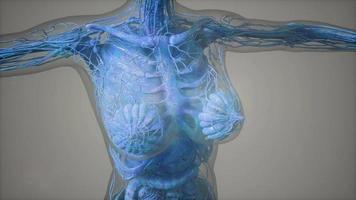 modell som visar anatomi av människokroppen illustration video