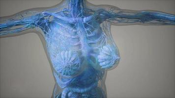 model showing anatomy of human body illustration video