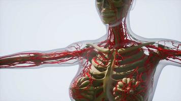 ciência anatomia dos vasos sanguíneos humanos video