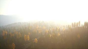 Sunlight in spruce forest in the fog on the background of mountains at sunset video