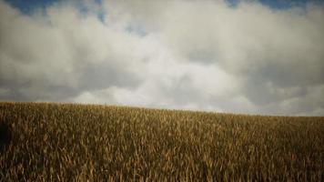 nuvens escuras de tempestade sobre o campo de trigo video