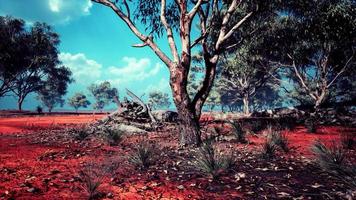 acacia tree in the open savanna plains of East Africa Botswana video