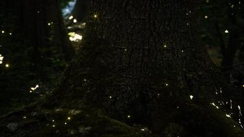 luces de luciérnaga de fantasía en el bosque mágico video