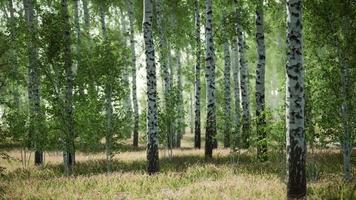 Birkenwald im Sonnenlicht am Morgen video