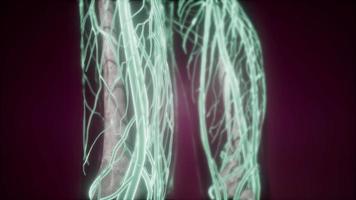 Human Body with Glow Blood Vessels video