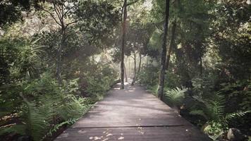 Wooden pathway leading through the dense forest in national park video