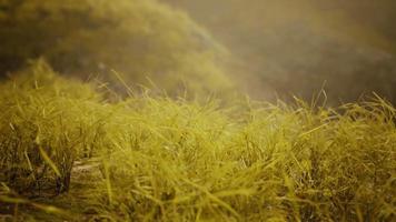 gouden rotsen en gras in de bergen video