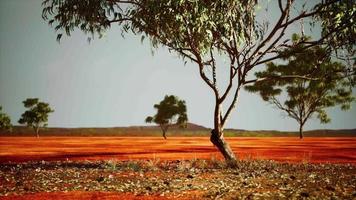 savana africana secca con alberi video