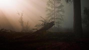 misteriosa fiaba profonda foresta magica video