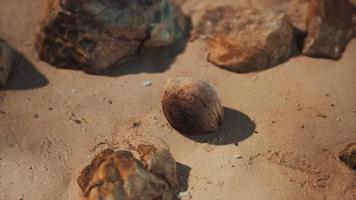 noix de coco brune sur le sable de la plage video