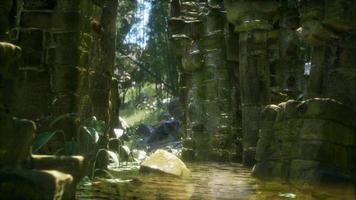 ancienne maison en pierre en ruine envahie de plantes et de fougères dans une forêt verte dense video