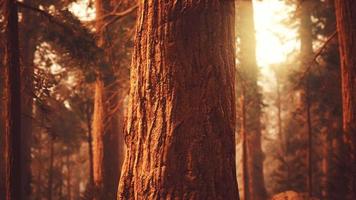 giant sequoias in redwood forest video