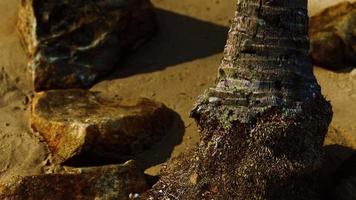 closeup de um tronco de palmeira na praia de areia do caribe video