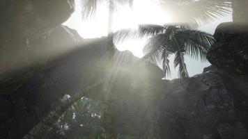 große palmen in steinhöhle mit sonnenstrahlen video