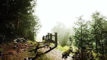 mist ochtend over de weide bij het bos hyperlapse video