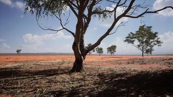 árvore de acácia nas planícies abertas de savana da áfrica oriental botswana video