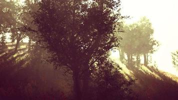 Beautiful summer morning in the forest Hyperlapse video