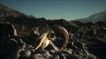 European mouflon ram skull in natural conditions in rocky mountains video