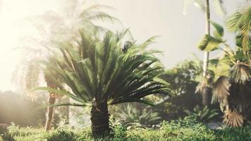 tropical garden with palm trees in sun rays video