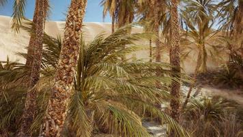 palm trees in the desert with sand dunes video