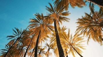 view of the palm trees passing by under blue skies video