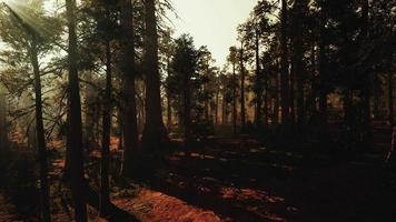 Loop Giant Sequoia Trees at summertime in Sequoia National Park, California video