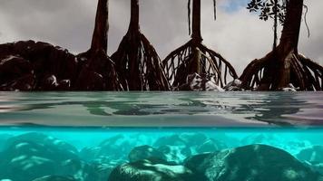 boven en onder het zeeoppervlak bij mangrovebomen video