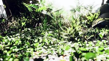 primer plano de una planta en la selva tropical video