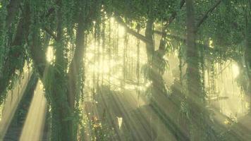 misty rainforest and bright sun beams through trees branches video