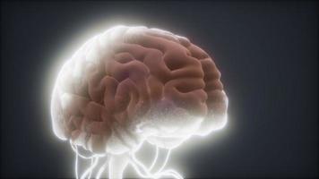 modelo animado del cerebro humano video