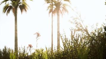 tropical palms and grass at sunny day video