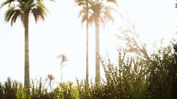 palmeiras tropicais e grama em dia ensolarado video