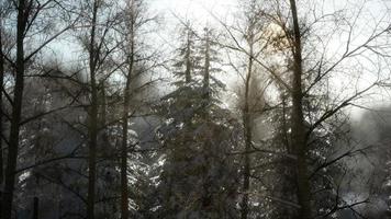 névoa enevoada na floresta de pinheiros nas encostas das montanhas video
