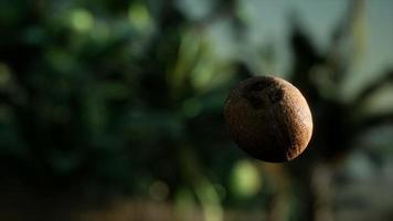 noix de coco tombant au ralenti extrême dans la jungle video