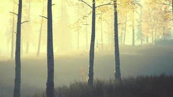 cena do nascer do sol em uma floresta de bétulas em uma manhã ensolarada de verão com neblina video