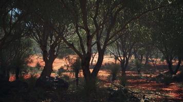 red sand bush with trees video