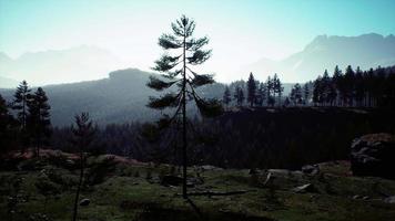 foreste di pini alla base della montagna in una giornata di sole d'estate video