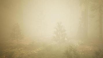 bosque de otoño y árboles en la niebla de la mañana video