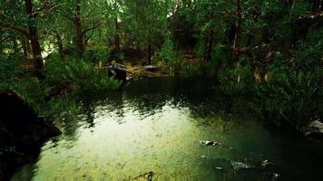 forest spring landscape with overgrown pond