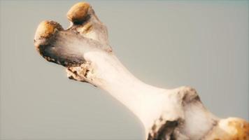 The leg bone of an big animal video