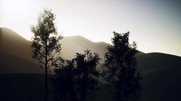 Carpatian mountains fog and mist at the pine forest video