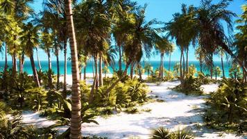 palm beach na ilha paradisíaca tropical