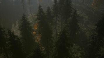 forêt 8k dans la brume matinale d'automne video