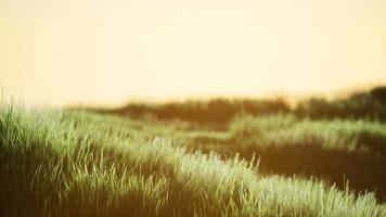 Green field at sunrise with blue sky video