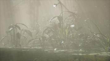 Sun shining through trees and fog in a tropical river video