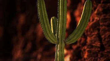 cactus in de woestijn van arizona in de buurt van rode rotsstenen video